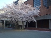 Sakura1